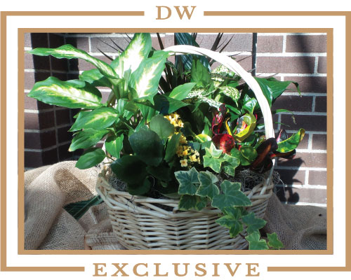 live-plant-floral-arrangment-paramus_nj_landscapes_garden_center